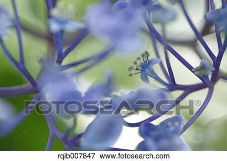 Hydrangea View Large Photo Image Stock Photo - Hydrangea. Fotosearch