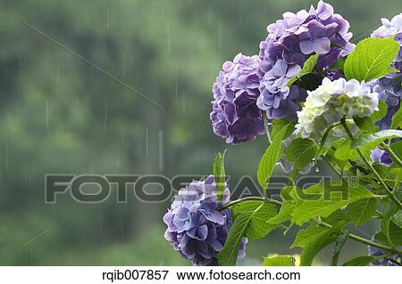 Hydrangea View Large Photo Image Stock Photo - Hydrangea. Fotosearch