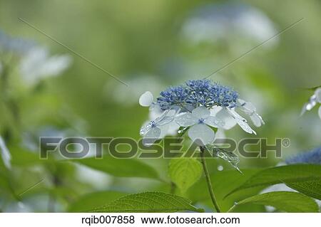 Hydrangea View Large Photo Image Stock Photo - Hydrangea. Fotosearch