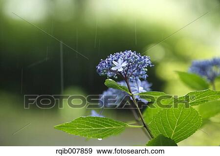 Hydrangea View Large Photo Image Stock Photo - Hydrangea. Fotosearch