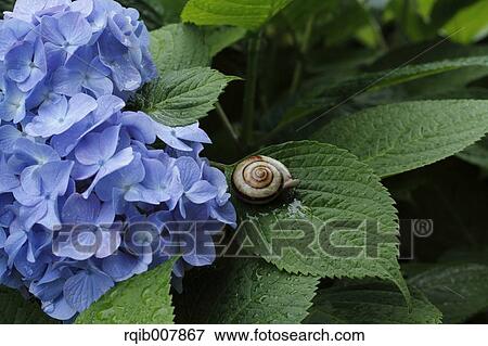 Hydrangea View Large Photo Image Stock Photo - Hydrangea. Fotosearch