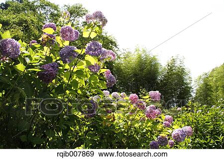 Hydrangea View Large Photo Image Stock Photo - Hydrangea. Fotosearch