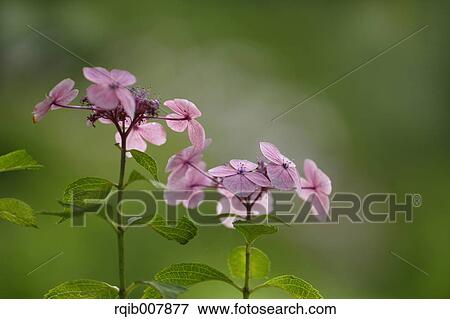 Hydrangea View Large Photo Image Stock Photo - Hydrangea. Fotosearch