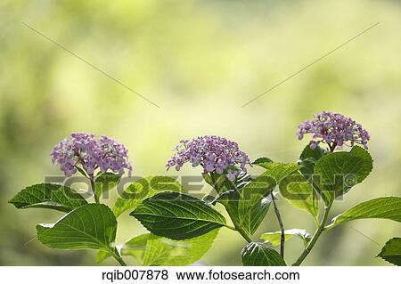 Stock Photo - Hydrangea. Fotosearch