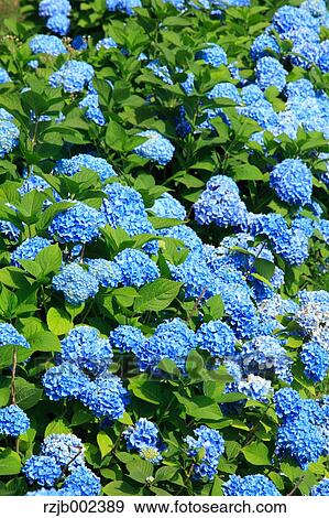 Stock Photo - Hydrangea. Fotosearch