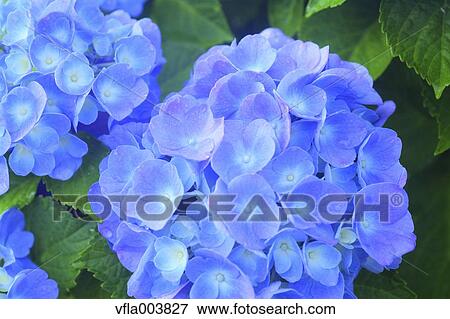 Hydrangea View Large Photo Image Stock Photo - Hydrangea. Fotosearch