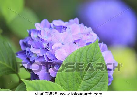 Hydrangea View Large Photo Image Stock Photo - Hydrangea. Fotosearch