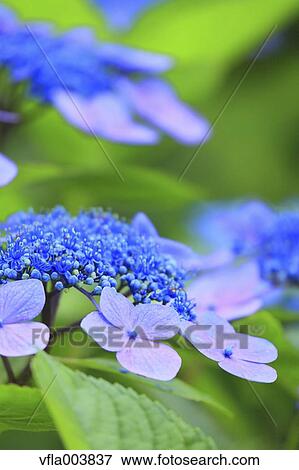 Hydrangea View Large Photo Image Stock Photo - Hydrangea. Fotosearch