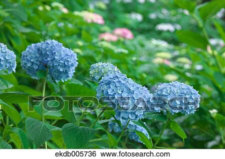 Hydrangea View Large Photo Image Stock Photograph - Hydrangea. Fotosearch