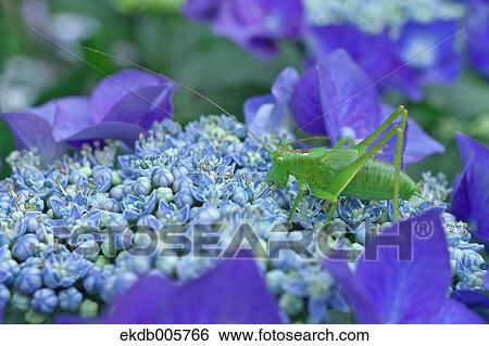 Hydrangea View Large Photo Image Stock Photograph - Hydrangea. Fotosearch