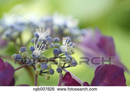 Stock Photograph - Hydrangea. Fotosearch