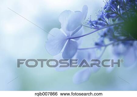 Stock Photograph - Hydrangea. Fotosearch