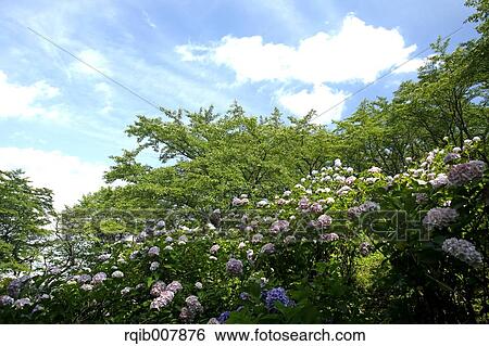 Stock Photograph - Hydrangea. Fotosearch