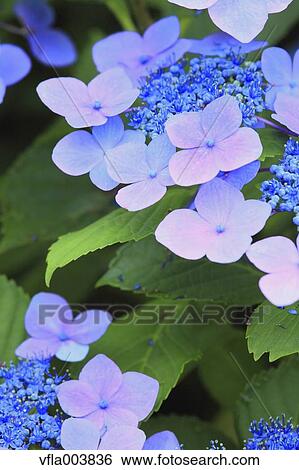 Hydrangea View Large Photo Image Stock Photograph - Hydrangea. Fotosearch