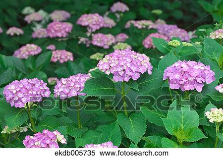 Hydrangea View Large Photo Image Stock Photography - Hydrangea. Fotosearch