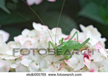 Hydrangea View Large Photo Image Stock Photography - Hydrangea. Fotosearch