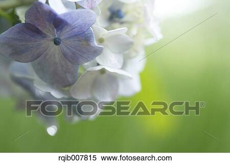 Hydrangea View Large Photo Image Stock Photography - Hydrangea. Fotosearch