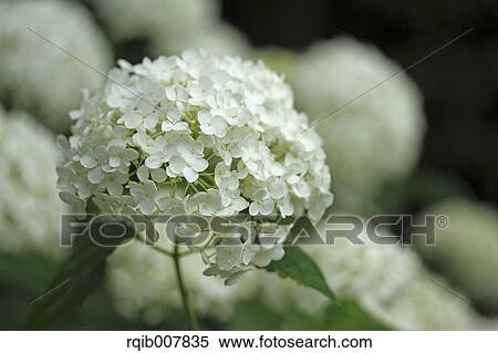 Hydrangea View Large Photo Image Stock Photography - Hydrangea. Fotosearch