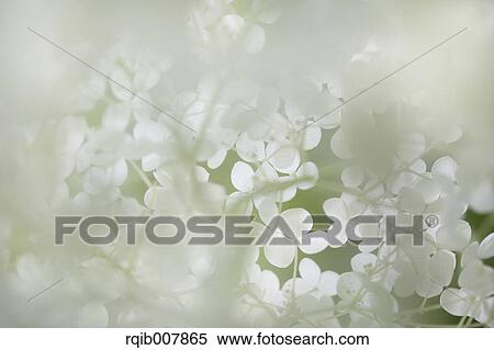 Stock Photography - Hydrangea. Fotosearch