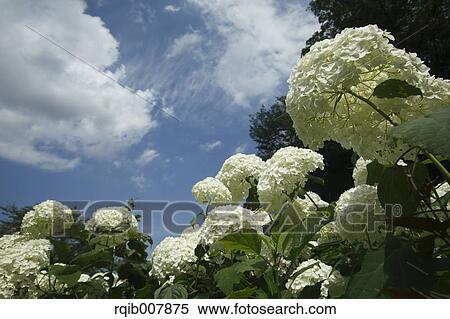 Hydrangea View Large Photo Image Stock Photography - Hydrangea. Fotosearch