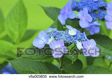 Hydrangea View Large Photo Image Stock Photography - Hydrangea. Fotosearch
