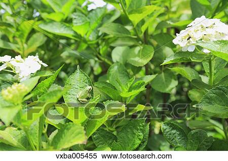Stock Photography - Hydrangea. Fotosearch