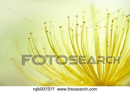 Stock Photo - Hypericum Monogynum. Fotosearch
