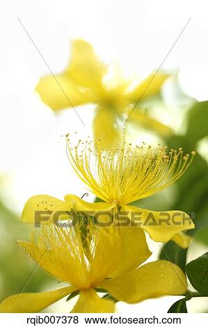Stock Photo - Hypericum Monogynum. Fotosearch
