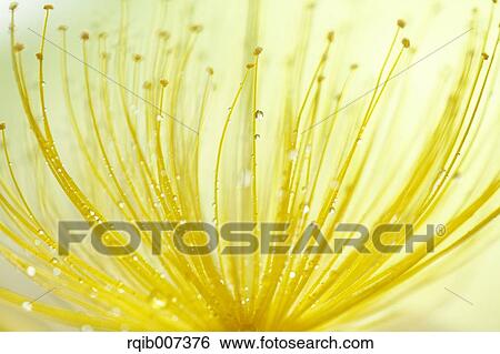Stock Photograph - Hypericum Monogynum. Fotosearch