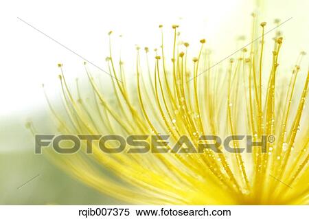 Stock Photography - Hypericum Monogynum. Fotosearch
