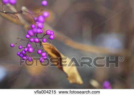 Japanese Beautyberry View Large Photo Image Stock Photography - Japanese Beautyberry. Fotosearch