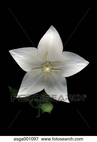 Stock Photo - Japanese Bellflower. Fotosearch