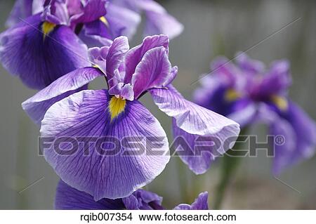 Picture - Japanese Iris. Fotosearch