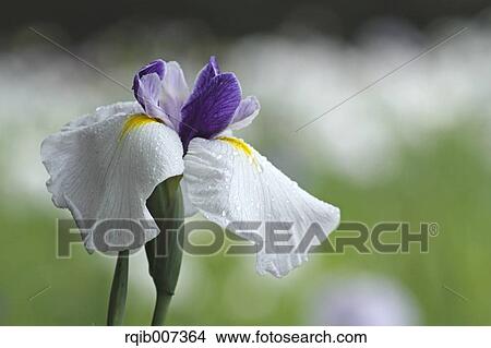 Japanese Iris View Large Photo Image Picture - Japanese Iris. Fotosearch