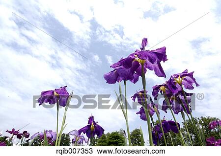 Stock Image - Japanese Iris. Fotosearch