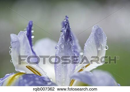 Japanese Iris View Large Photo Image Stock Image - Japanese Iris. Fotosearch