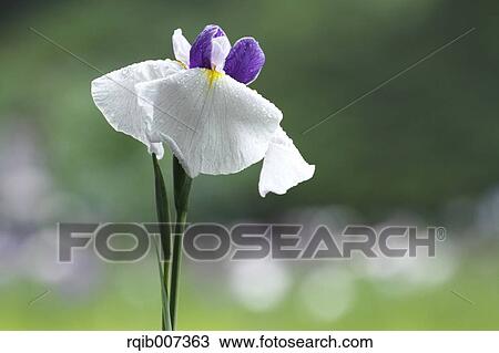 Japanese Iris View Large Photo Image Stock Image - Japanese Iris. Fotosearch
