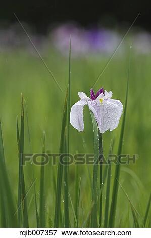 Stock Photo - Japanese Iris. Fotosearch