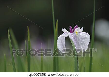 Japanese Iris View Large Photo Image Stock Photo - Japanese Iris. Fotosearch