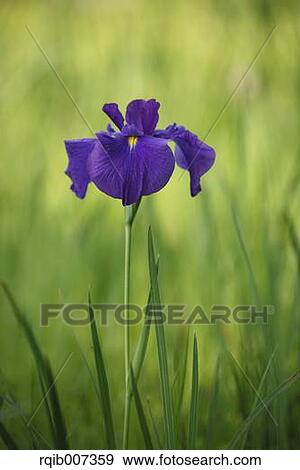 Stock Photo - Japanese Iris. Fotosearch