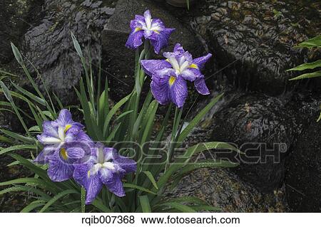 Japanese Iris View Large Photo Image Stock Photo - Japanese Iris. Fotosearch