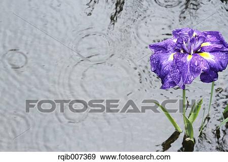 Japanese Iris View Large Photo Image Stock Photo - Japanese Iris. Fotosearch