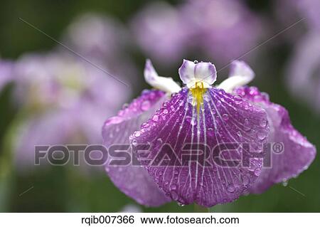 Stock Photograph - Japanese Iris. Fotosearch