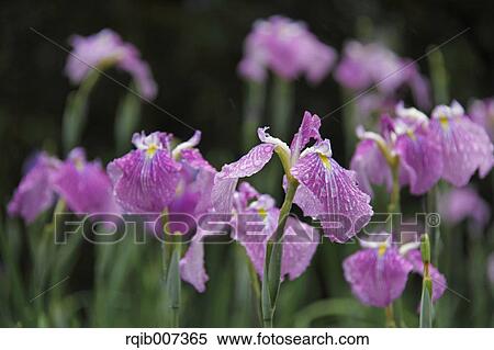 Japanese Iris View Large Photo Image Stock Photography - Japanese Iris. Fotosearch