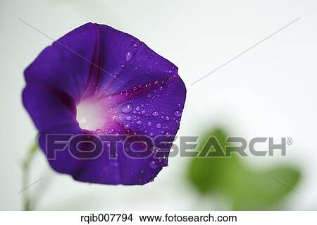Japanese Morning Glory View Large Photo Image Picture - Japanese Morning Glory. Fotosearch