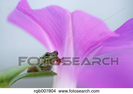 Picture - Japanese Morning Glory. Fotosearch