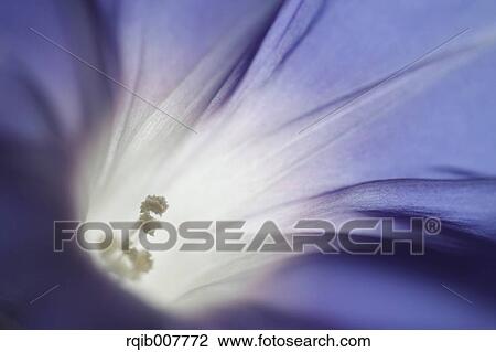 Japanese Morning Glory View Large Photo Image Stock Image - Japanese Morning Glory. Fotosearch