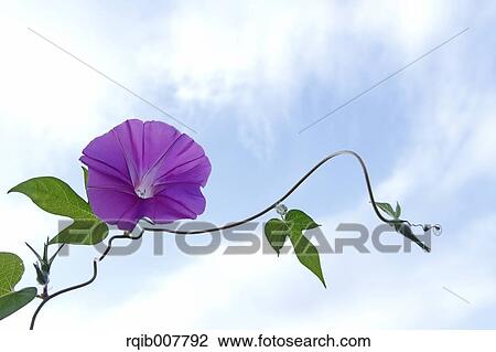 Japanese Morning Glory View Large Photo Image Stock Image - Japanese Morning Glory. Fotosearch
