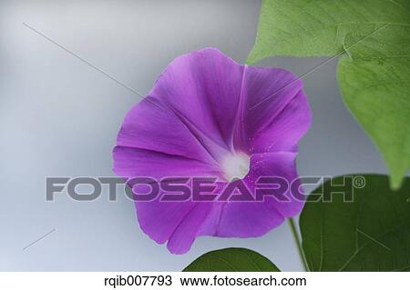 Japanese Morning Glory View Large Photo Image Stock Image - Japanese Morning Glory. Fotosearch