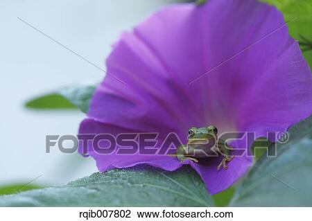 Japanese Morning Glory View Large Photo Image Stock Image - Japanese Morning Glory. Fotosearch